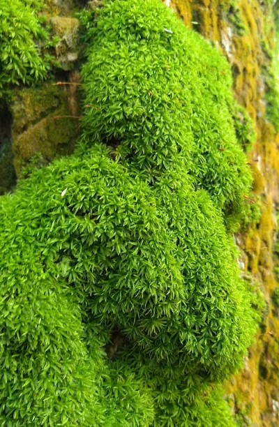 苔绿色