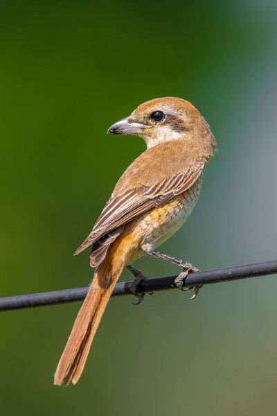 棕伯劳像(Lanius cristatus)