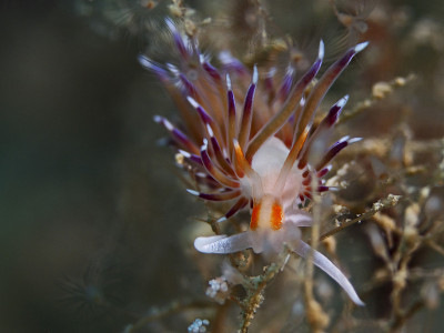 海蛞蝓，Blau weiss rote Fadenschnecke，海蛞蝓