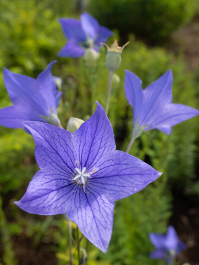 Platycodon花
