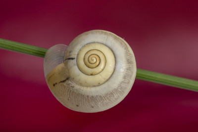 蜗牛的壳
