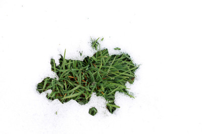 草