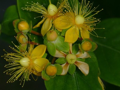 高山花卉