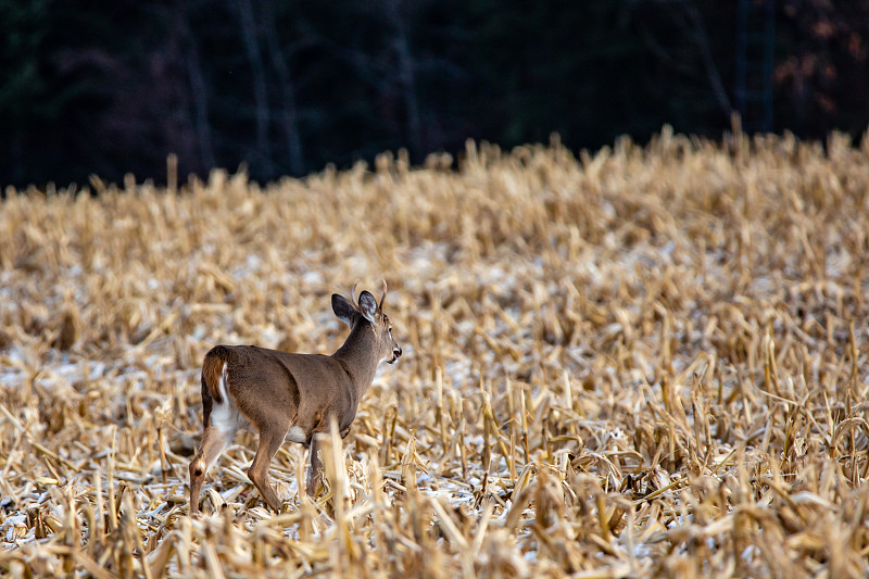 11月，年轻的白尾雄鹿(Odocoileus virginianus)在威斯康星州的玉米地里呼吸沉重