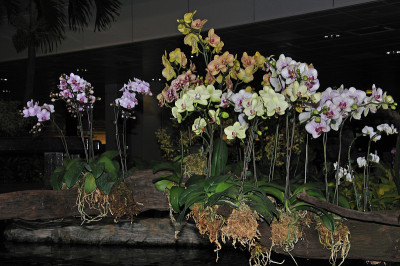 phaleonopsis orchids