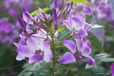 紫醉蝶花属花