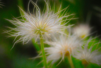 羽毛花