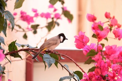 花园里的夜莺