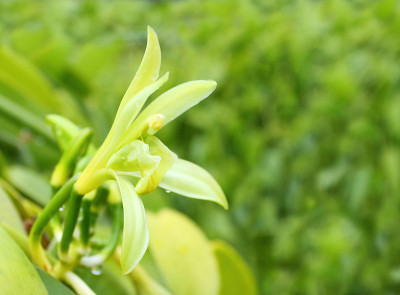 香草花。