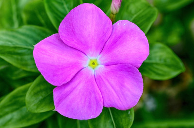 长春花