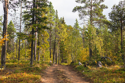 瑞典的秋天充满活力的景观，在Norrbotten县的Kurravaara，基律纳市，瑞典北部