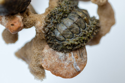 石鳖是一种大小不一的海洋软体动物，在海洋中用于教育。