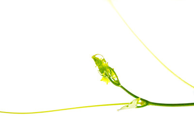 植物数量
