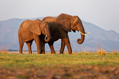 非洲丛林象- Loxodonta africana一对大象在赞比西河上，Mana池在津巴布韦靠近赞比