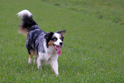 澳大利亚牧羊犬