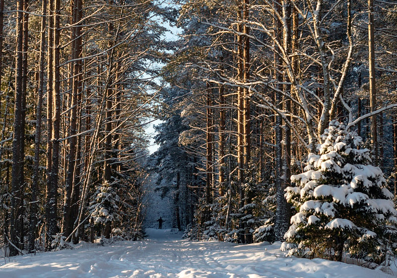 一个男人在雪地里越野滑雪。美丽的冬天的风景