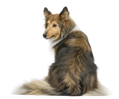 坐着的设得兰牧羊犬的后视图