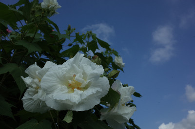 棉花Rosemallow
