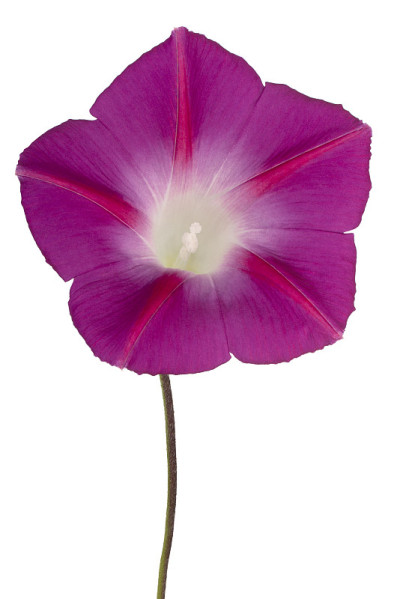 花孤立