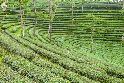 泰国的茶园。