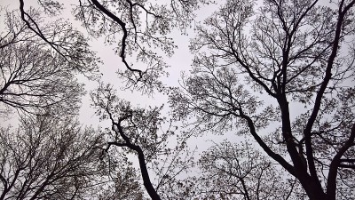 自然的静脉
