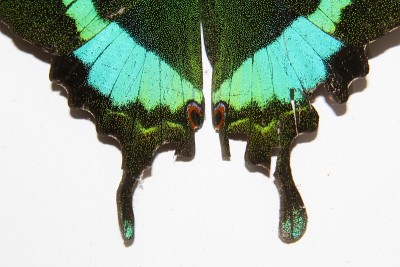 微距拍摄，翡翠孔雀燕尾蝶(Papilio palinurus，雄)。宽阔明亮的翠绿色金属带。后翅边缘