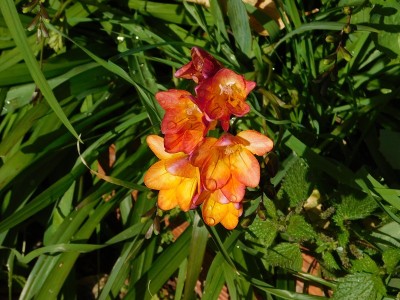 小苍兰的花