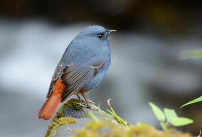 雄性红尾鸲(Rhyacornis fuliginosa)