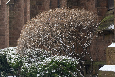 灌木收集落雪