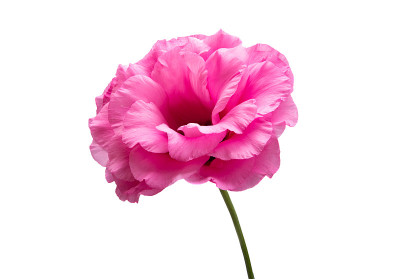 eustoma鲜花孤立
