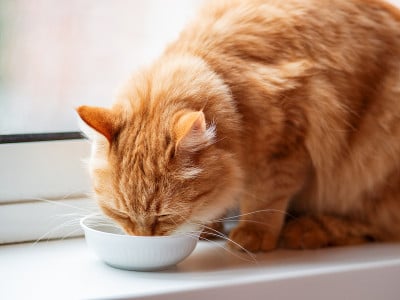 可爱的姜猫喝牛奶从白色的碗。窗台上毛茸茸、口渴的宠物。