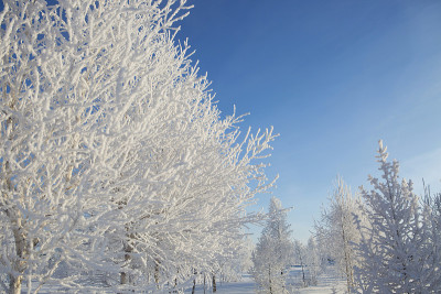 雪中的冬季公园
