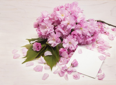 教师节贺卡上的樱花