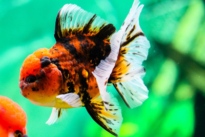 金鱼在水族馆