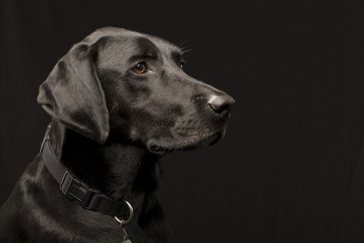 黑色拉布拉多寻回犬头部中枪