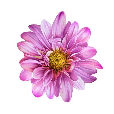 粉色的蒙娜丽莎花，花