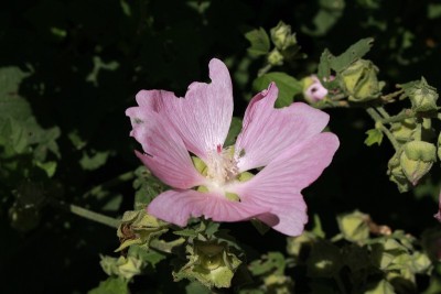 “花园树锦葵”花-拉瓦泰拉图林根卡