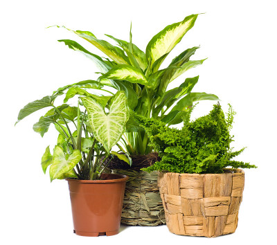 窗类植物