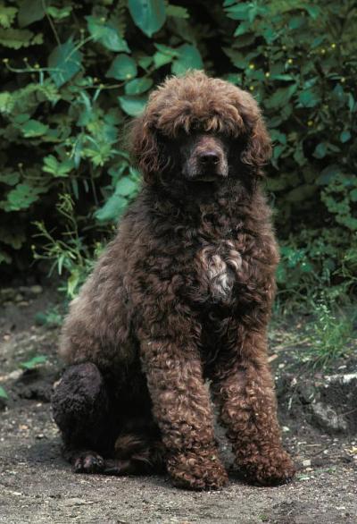 葡萄牙水犬坐着
