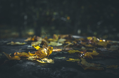 autumn-13
