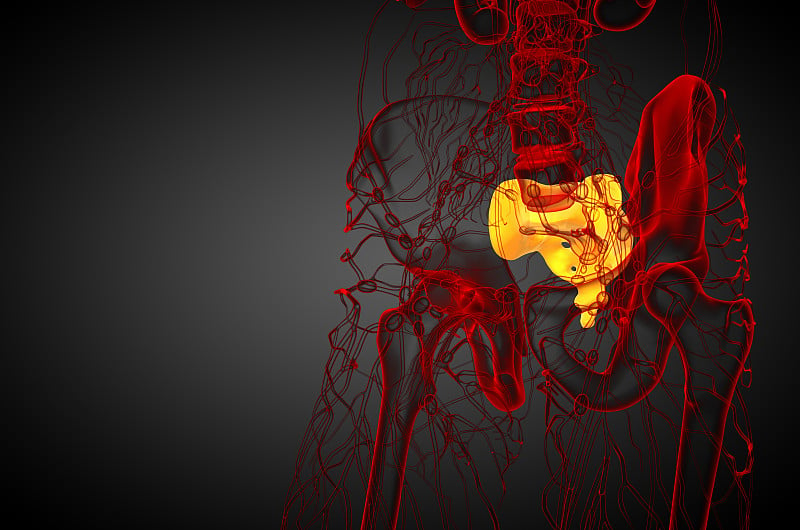 骶骨的3d渲染医学插图