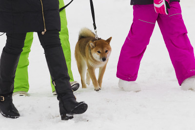 日本犬种柴犬