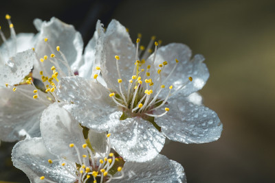 Mirabellenblüte