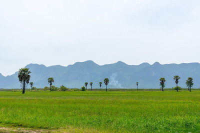 Prachuap Khiri Khan省国家公园的稻田