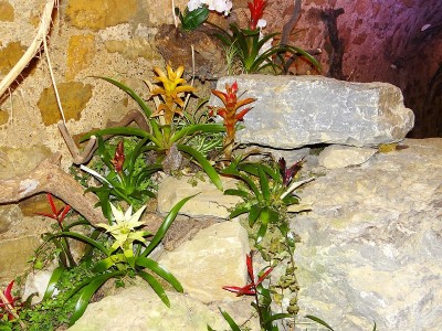 Guzmania, Bromeliengewächs