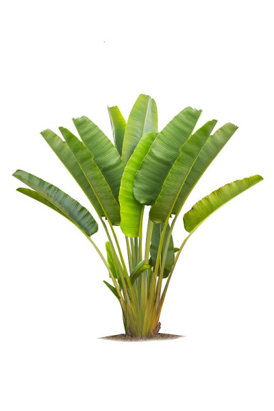 游客的棕榈树孤立在白色的背景，香蕉树种植成观赏树在花园里。