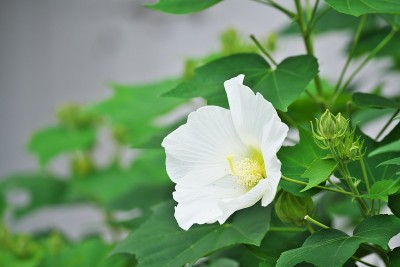 芙蓉