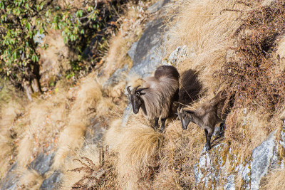喜马拉雅Tahr