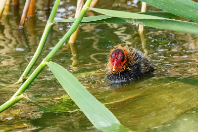 欧亚白骨鸡(Fulica atra)游泳