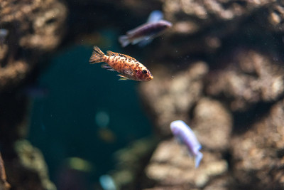 虎倒钩四带普蒂乌斯水族馆鱼类动物园绿色植物水